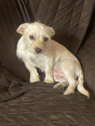 Lost Male Dog last seen Aldi, San Bernardino, CA 92408