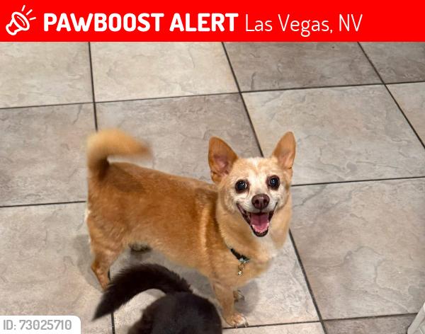 Lost Female Dog last seen Washington & Lamb, Las Vegas, NV 89110