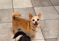 Lost Female Dog last seen Washington & Lamb, Las Vegas, NV 89110