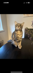Lost Male Cat last seen Shorewood High school , Shoreline, WA 98133