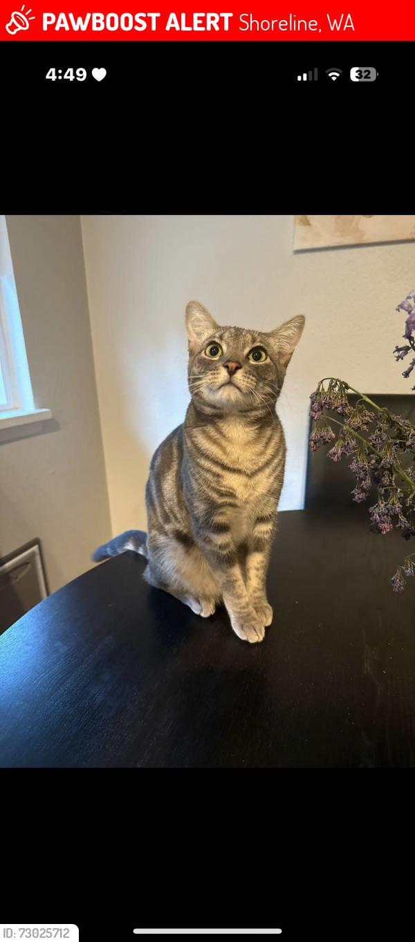 Lost Male Cat last seen Shorewood High school , Shoreline, WA 98133