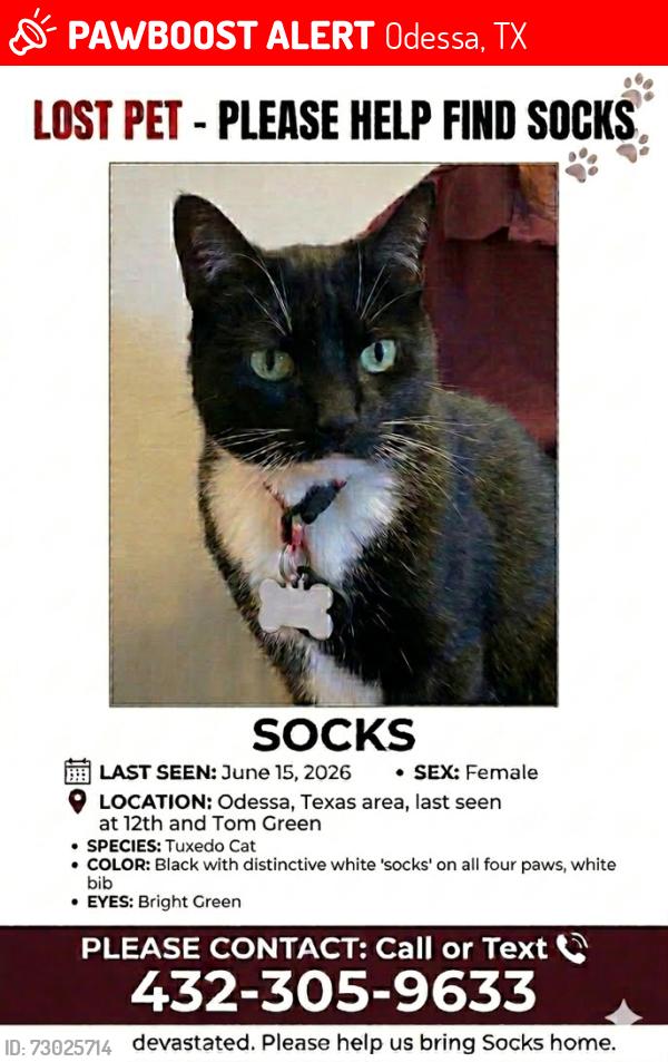 Lost Female Cat last seen 12th and North Tom Green avenue, Odessa, TX 79761
