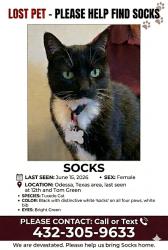Lost Female Cat last seen 12th and North Tom Green avenue, Odessa, TX 79761