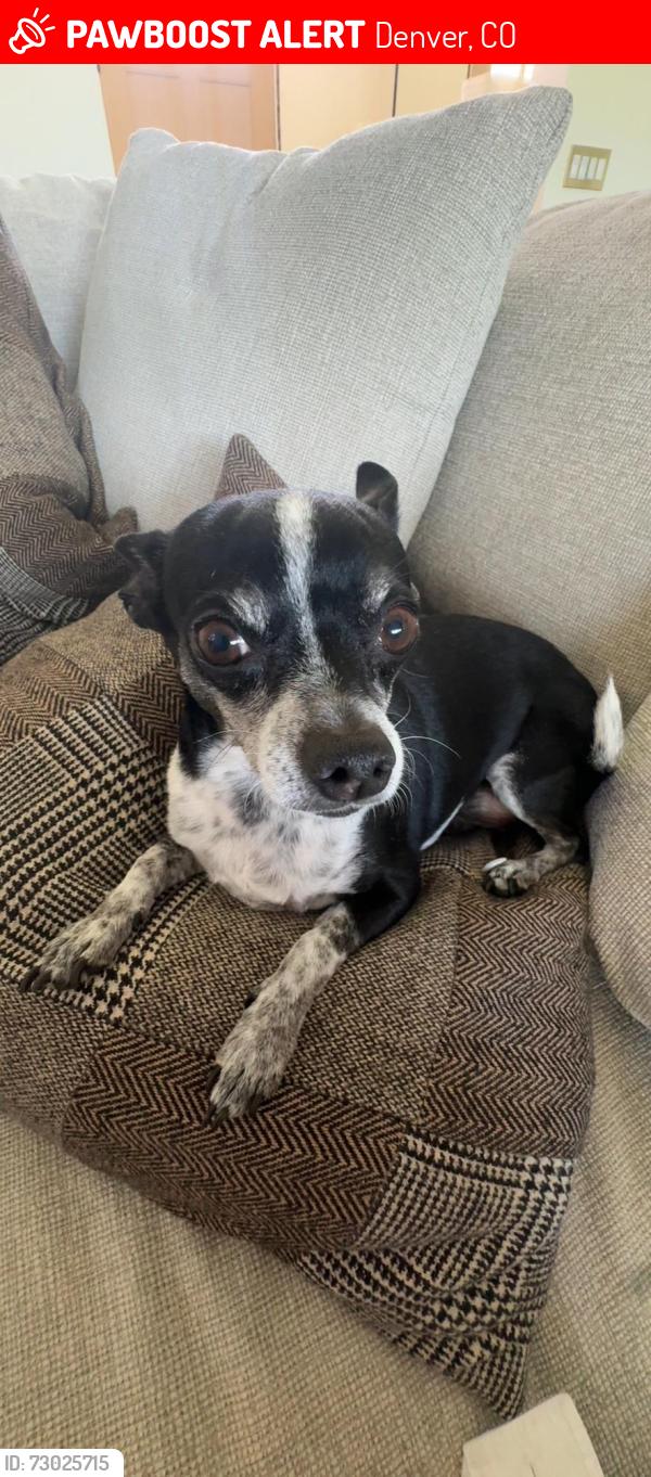 Lost Female Dog last seen Emerson and Alameda, Denver, CO 80218