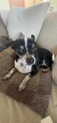 Lost Female Dog last seen Emerson and Alameda, Denver, CO 80218