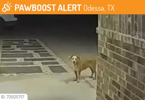 Found/Stray Male Dog last seen Near bison ave, Odessa, TX 79765