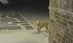 Found/Stray Male Dog last seen Near bison ave, Odessa, TX 79765