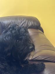 Reunited Female Dog last seen Lawndale, CA, USA, Lawndale, CA 90260