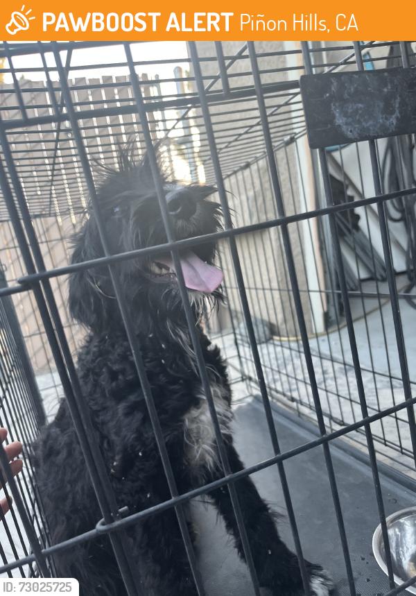Found/Stray Female Dog last seen Minero and goss, Piñon Hills, CA 92371