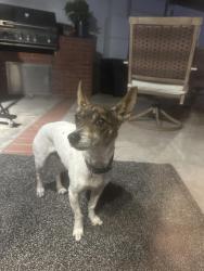 Found/Stray Male Dog last seen Goldenwest and Edinger, Huntington Beach, CA 92647