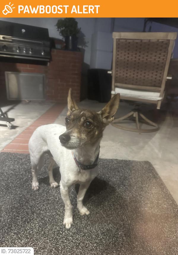 Found/Stray Male Dog last seen Goldenwest and Edinger, Huntington Beach, CA 92647