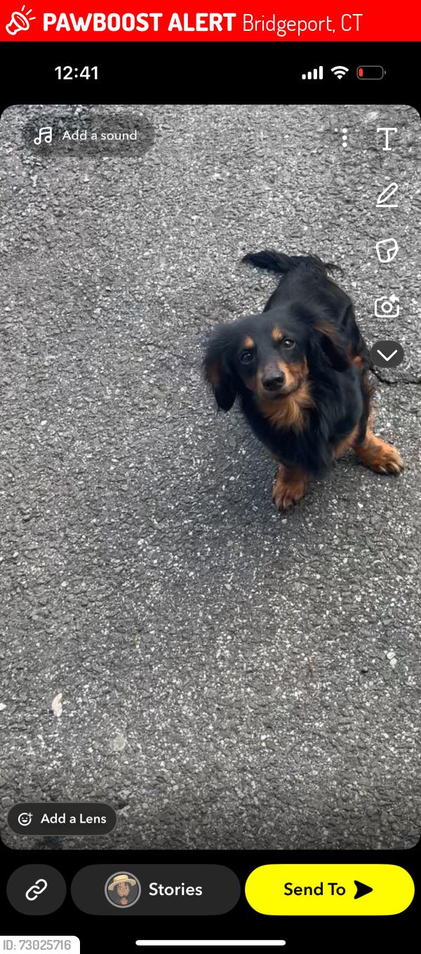 Lost Male Dog last seen Everett st , Bridgeport, CT 06606