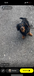 Lost Male Dog last seen Everett st , Bridgeport, CT 06606