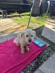 Found/Stray Male Dog last seen Near th st and Mona  in Compton , Willowbrook, CA 90222