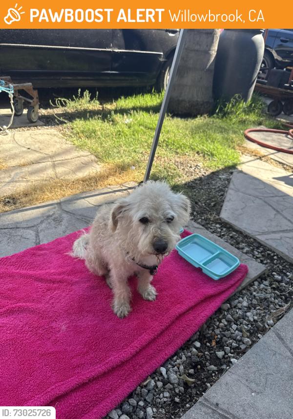 Found/Stray Male Dog last seen Near th st and Mona  in Compton , Willowbrook, CA 90222