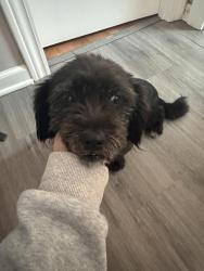 Found/Stray Female Dog last seen Calumet ave, Hammond, IN 46327
