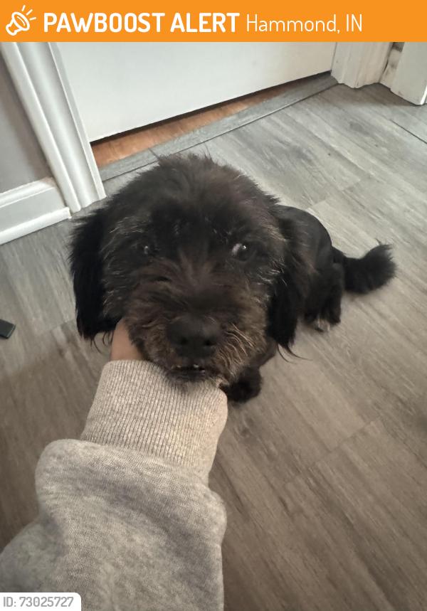 Found/Stray Female Dog last seen Calumet ave, Hammond, IN 46327
