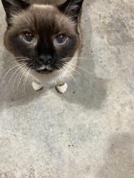 Reunited Male Cat last seen Vanderbilt and Lichfield, Meridian, ID 83646