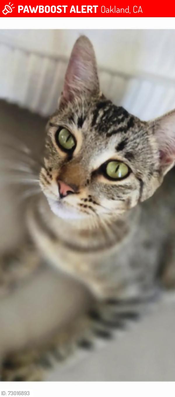 Lost Female Cat last seen revere ave oakland , Oakland, CA 94605