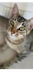 Lost Female Cat last seen revere ave oakland , Oakland, CA 94605