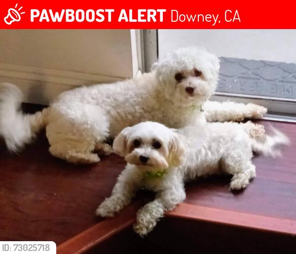 Lost Male Dog last seen Downey Ave y Comelette, Downey, CA 90242