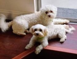 Lost Male Dog last seen Downey Ave y Comelette, Downey, CA 90242