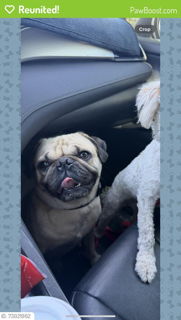 Reunited Male Dog last seen s renoak st and broadway, Anaheim, CA 92804