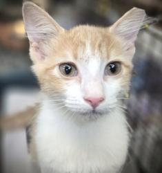 Shelter Stray Female Cat last seen , 3201 Lacy St, Los Angeles, CA 90031, USA
