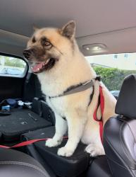 Reunited Male Dog last seen Near Del Mar Ave Rosemead, CA  91770 United States, Rosemead, CA 91770