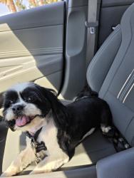 Reunited Male Dog last seen Near Lipari Dr, Moreno Valley, CA 92551, USA, Moreno Valley, CA 92551