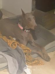 Reunited Female Dog last seen Bluejay way and oak tree way , Hemet, CA 92545