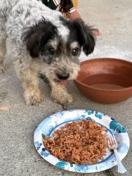Reunited Male Dog last seen Polk Street, Los Angeles, CA 91342