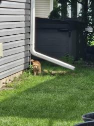 Found/Stray Unknown Cat last seen Mill Creek Park in Buffalo Grove, Buffalo Grove, IL 60089