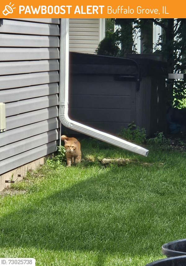 Found/Stray Unknown Cat last seen Mill Creek Park in Buffalo Grove, Buffalo Grove, IL 60089