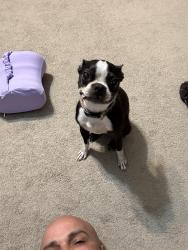 Reunited Female Dog last seen Near south main st Waterbury ct, Waterbury, CT 06706