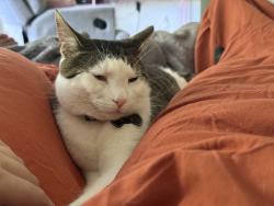 Lost Male Cat last seen SW 158th TERR, Beaverton, OR 97007