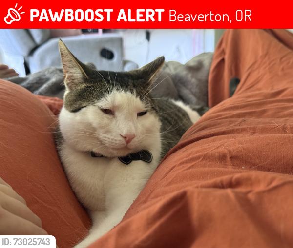 Lost Male Cat last seen SW 158th TERR, Beaverton, OR 97007