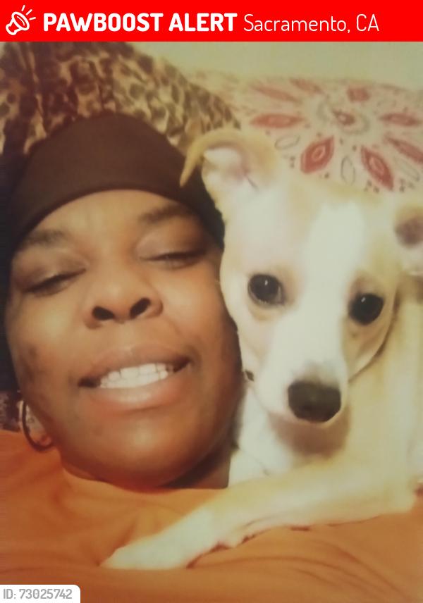 Lost Male Dog last seen Fruitridge rd., Sacramento, CA 95820