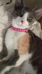 Reunited Female Cat last seen NW 84th st Wilshire, Oklahoma City, OK 73114