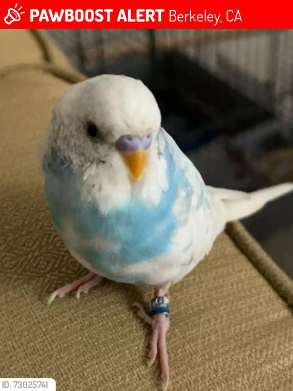Lost Male Bird last seen City Sports San Pablo , Berkeley, CA 94702