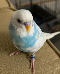Lost Male Bird last seen City Sports San Pablo , Berkeley, CA 94702