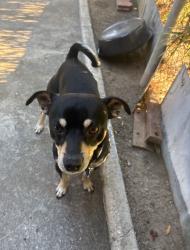 Reunited Male Dog last seen Belden Ave, East Los Angeles, CA 90022, USA, East Los Angeles, CA 90022