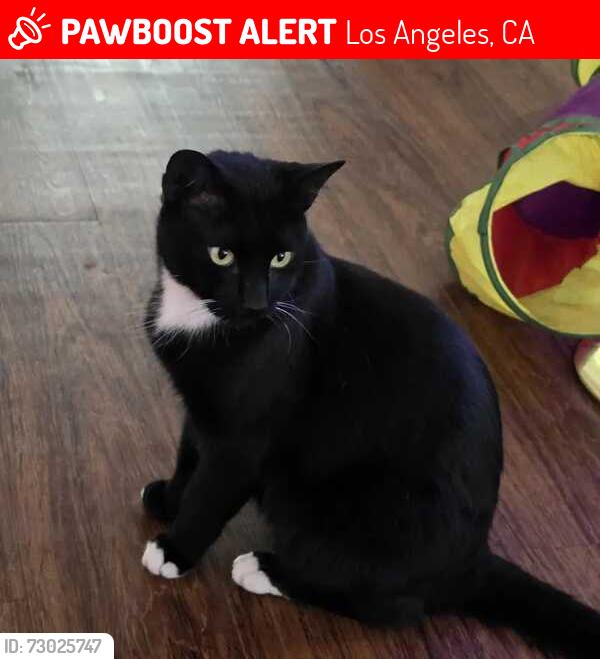 Lost Male Cat last seen June 17 near W 28th St & Buckingham Rd (West Adams East), Los Angeles, CA 90016