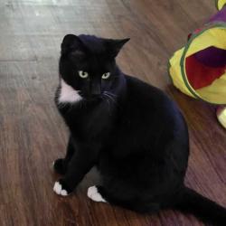 Lost Male Cat last seen June 17 near W 28th St & Buckingham Rd (West Adams East), Los Angeles, CA 90016