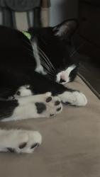 Reunited Male Cat last seen Whistlers Green apmts , Naples, FL 34116