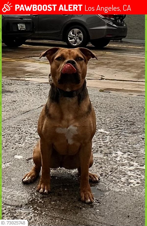Lost Female Dog last seen Arlington and Pico, Los Angeles, CA 90062