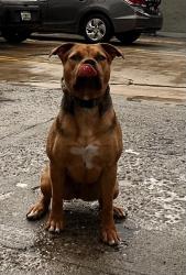 Lost Female Dog last seen Arlington and Pico, Los Angeles, CA 90062