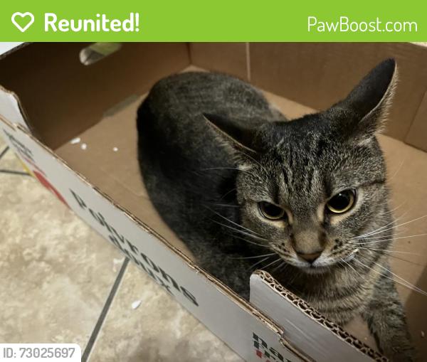Reunited Female Cat last seen Wincanton drive, and haverknoll drive, Pleasant Run, OH 45231