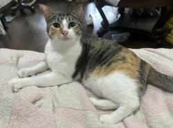 Lost Female Cat last seen Twin Bridges Neighborhood, Edmond, OK 73034