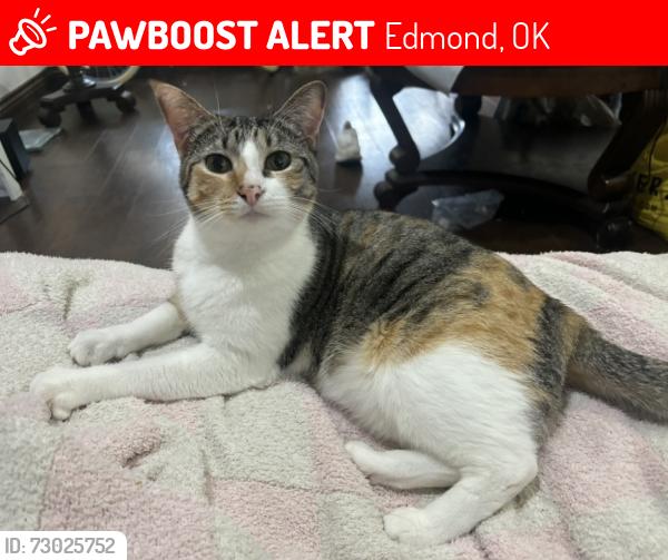 Lost Female Cat last seen Twin Bridges Neighborhood, Edmond, OK 73034